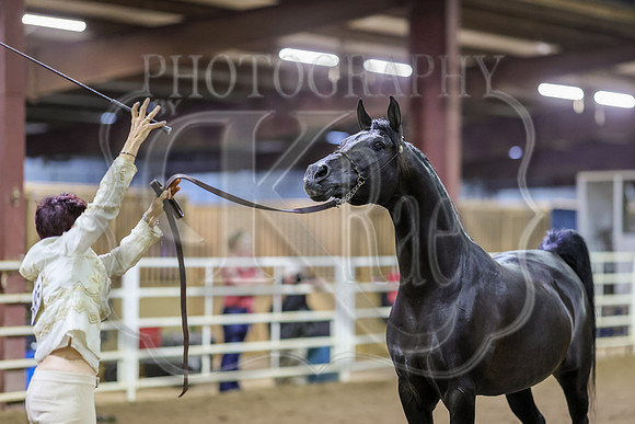 SASS-7251