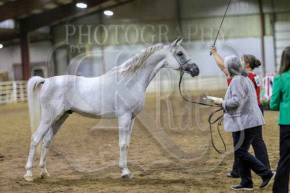 SASS-6433