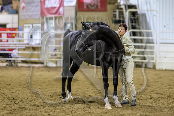 SASS-7382