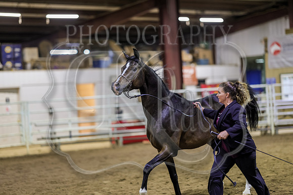 SASS-6980