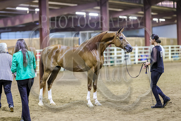 SASS-6521