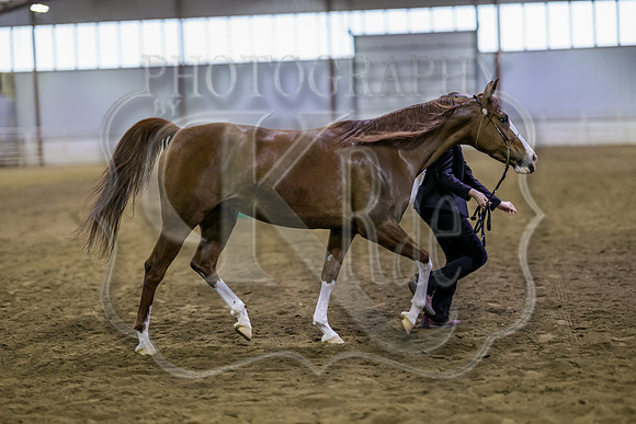 SASS-5052
