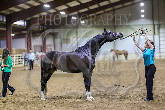 SASS-6456