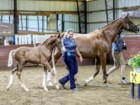 colt1