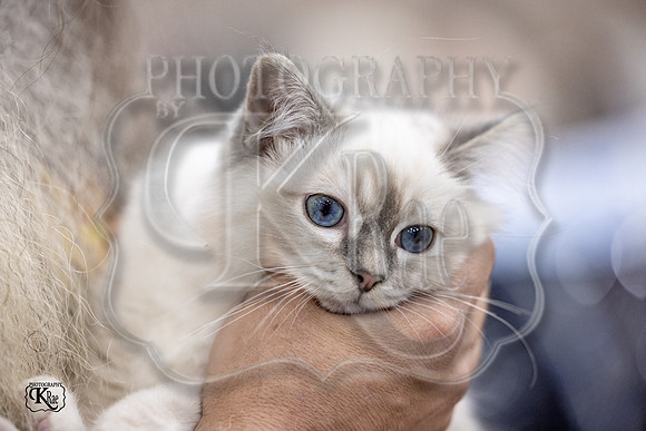 CFA_WLMGTN-0276