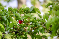 BN5A0066