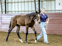 colt2