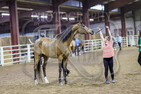 SASS-6437