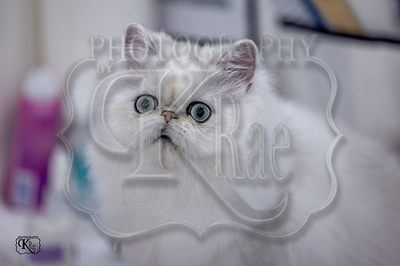 CFA_WLMGTN-0056