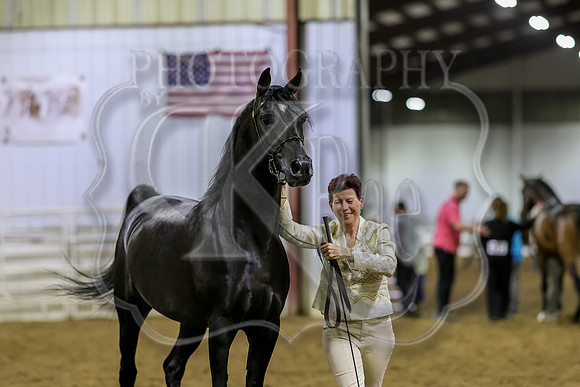 SASS-7399