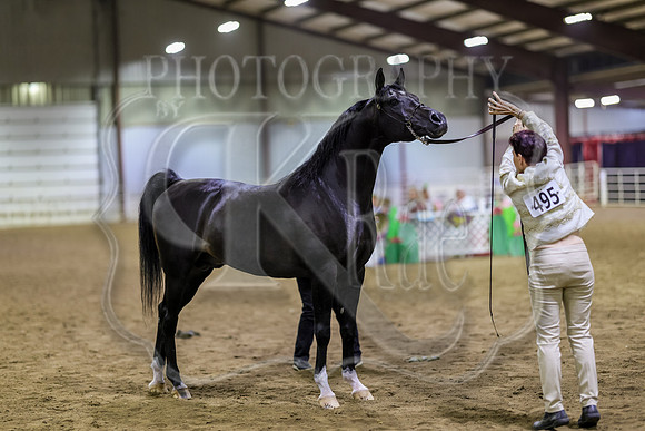 SASS-7093