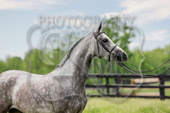 SASS-4225a
