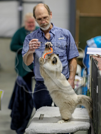 CatShowSat-0959