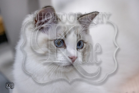 CFA_WLMGTN-0198