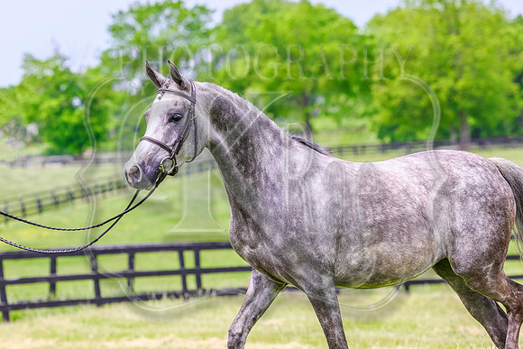 SASS-4124