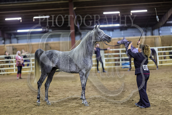 SASS-6827