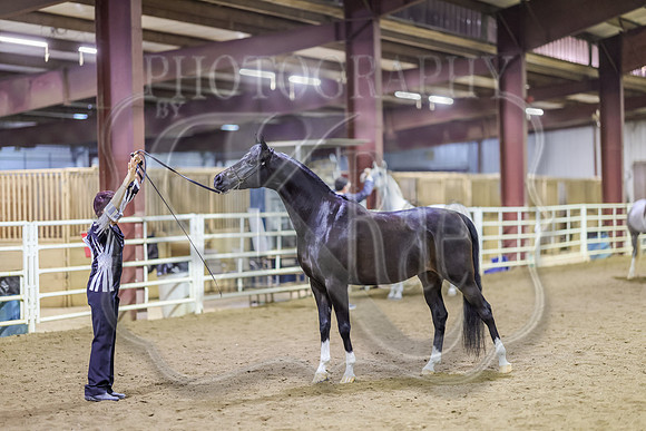 SASS-6374