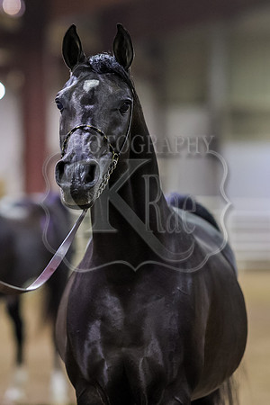 SASS-7263