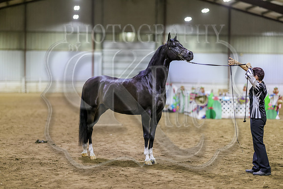 SASS-6312