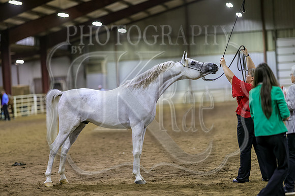 SASS-6431