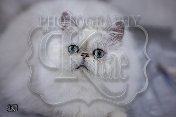 CFA_WLMGTN-0062