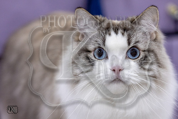CFA_WLMGTN-0205