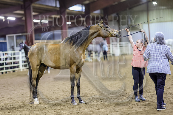 SASS-6444