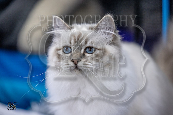 CFA_WLMGTN-0037