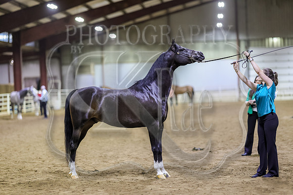 SASS-6447