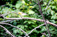 BN5A0090-Enhanced-NR