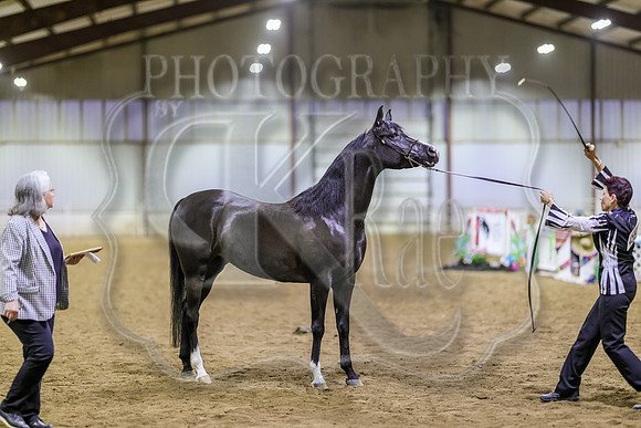 SASS-6066