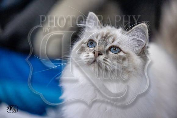 CFA_WLMGTN-0035