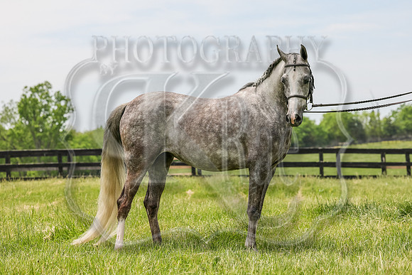 SASS-4298