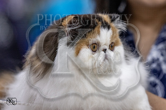 CFA_WLMGTN-0052