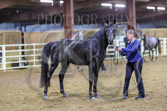 SASS-6905