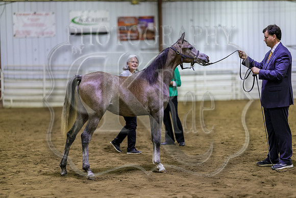 SASS-6647