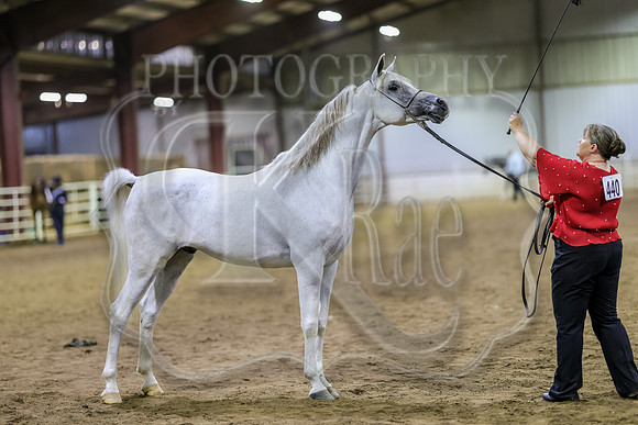 SASS-6426