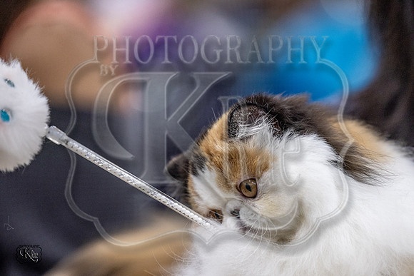 CFA_WLMGTN-0054