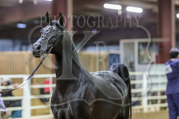 SASS-7254