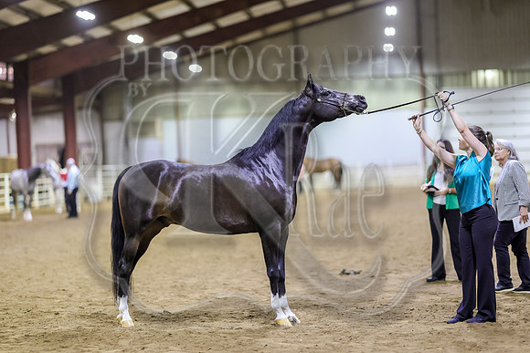 SASS-6449