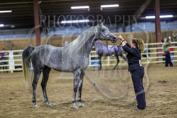 SASS-6831