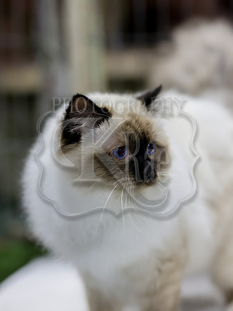 CatShowSat-0533