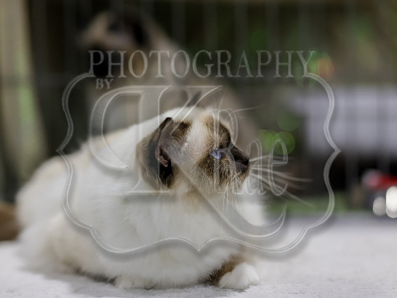 CatShowSat-0636