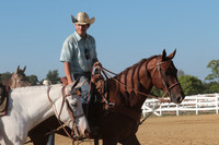Steer