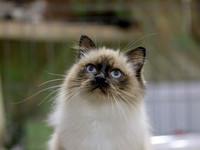CatShowSat-0392