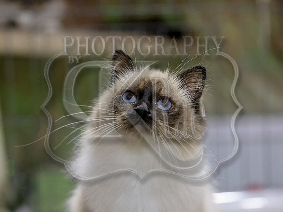 CatShowSat-0392