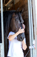 Friesians