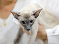CatShowSat-0236