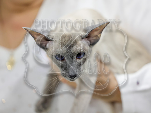 CatShowSat-0236