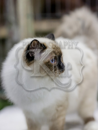 CatShowSat-0535
